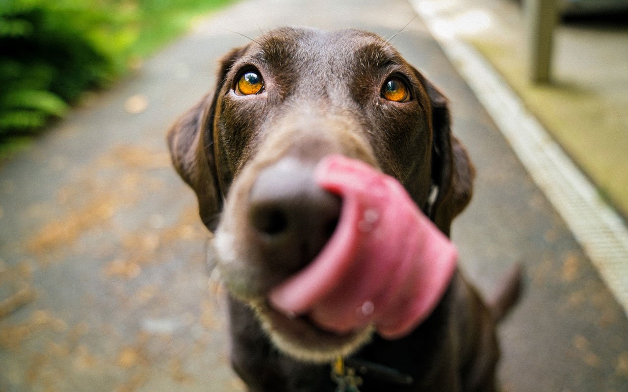 Condicionamiento clásico como en los experimentos con perros de Pavlov