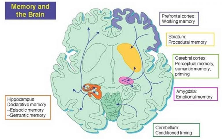 How To Preserve Nondeclarative Memory: 3 Practical Ways