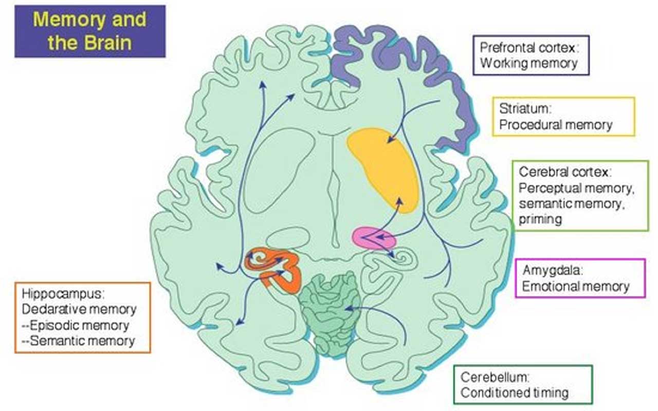 Parties du cerveau associées à la mémoire