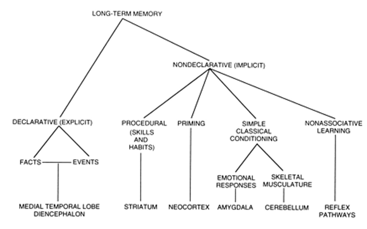 Structure et fonction des systèmes de mémoire déclarative et non déclarative